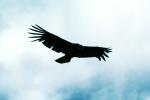 Andean Condor, flight, flying, Andes, ABFV02P01_07