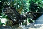 Andean Condor spreads its wings, feathers, ABFV02P01_08