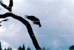 Vulture, Sonoma County, ABFV02P01_10