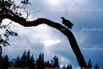 Vulture, Sonoma County, ABFV02P01_11