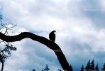 Vulture, Sonoma County, ABFV02P01_12
