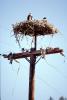 Hawk, Nest, Nesting, ABFV02P01_14