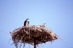 Hawk, Nest, Nesting, ABFV02P01_16
