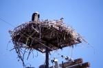 Hawk, Nest, Nesting, ABFV02P01_17