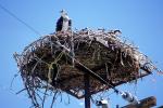 Hawk, Nest, Nesting, ABFV02P01_18