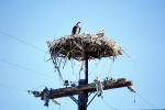 Hawk, Nest, Nesting