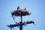 Hawk, Nest, Nesting, ABFV02P02_01