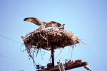Hawk, Nest, Nesting, Blue Sky