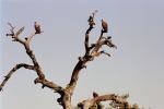 Vultures, Africa, African, ABFV02P02_09.0493