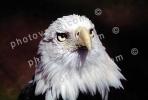 Bald Eagle, ABFV02P02_17