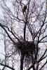 Nest in a Tree, Bald Eagle, ABFV02P03_08