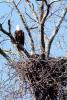 Nest in a Tree, Bald Eagle, ABFV02P03_09