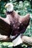 Southern Bald Eagle, (Hallacetus leucocephalus leucocephalus),, ABFV02P03_10