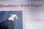 Southern Bald Eagle, (Hallacetus leucocephalus leucocephalus), ABFV02P03_16