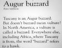 Augur Buzzard, (Buteo rufofuscus)