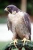 Peregrine Falcon, (Falco peregrintes), ABFV02P04_06