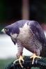 Peregrine Falcon, (Falco peregrintes), ABFV02P04_07