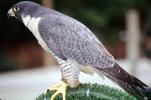 Peregrine Falcon, (Falco peregrintes), ABFV02P04_08