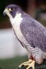Peregrine Falcon, (Falco peregrintes), ABFV02P04_09