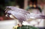 Peregrine Falcon, (Falco peregrintes), ABFV02P04_10