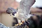 Peregrine Falcon, (Falco peregrintes)