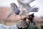 Peregrine Falcon, (Falco peregrintes), feathers, ABFV02P04_12