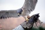 Peregrine Falcon, (Falco peregrintes), ABFV02P04_13