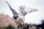 Peregrine Falcon, (Falco peregrintes), ABFV02P04_14