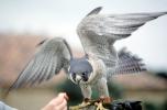 Peregrine Falcon, (Falco peregrintes), ABFV02P04_15