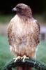Red-Tailed Hawk, (Buteo jamaicensis), chickenhawk