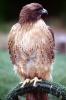 Red-Tailed Hawk, (Buteo jamaicensis), chickenhawk, ABFV02P04_18