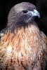 Red-Tailed Hawk, (Buteo jamaicensis), chickenhawk, ABFV02P04_19