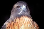 Red-Tailed Hawk, (Buteo jamaicensis), chickenhawk, ABFV02P05_01