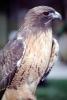 Red-Tailed Hawk, (Buteo jamaicensis), chickenhawk, ABFV02P05_02