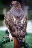 Red-Tailed Hawk, (Buteo jamaicensis), chickenhawk, ABFV02P05_03