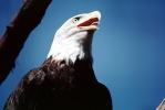 Bald Eagle, ABFV02P05_06