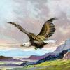 American Eagle, Bald Eagle, ABFV02P05_10
