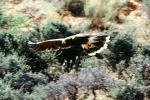 Eagle, in flight, ABFV02P05_18
