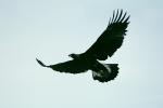 Eagle, flight, wings, flying, feathers, ABFV02P05_19