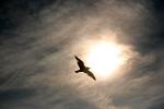 Seagull, Sun, Clouds, ABGD01_098