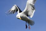 Seagull, Wings, Flight, Feathers, ABGD01_106