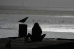 Seagull, Woman Sitting, Bodega Bay, Sonoma County, California