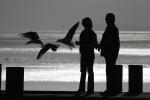 Seagulls, Pier, Dock, Woman, Man, Bodega Bay, Sonoma County, California, ABGD01_154