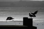 Seagulls, Pier, Dock, Woman, Man, Bodega Bay, Sonoma County, California, ABGD01_155