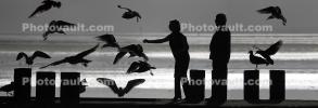 Seagulls, Pier, Dock, Woman, Man, Bodega Bay, Sonoma County, California, ABGD01_159
