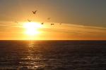 Seagull, Pacific Ocean, Sonoma County Coast, coastline, shore, ABGD01_195