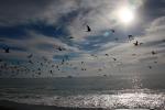 Seagull, Pacific Ocean, Sonoma County Coast, coastline, shore, ABGD01_196