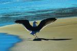 Seagull, sand, shadow, drakes bay, wings