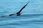 Seagull in flight, wings, ABGD01_202