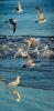 Seagulls in flight, wings